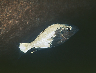 Ophthalmotilapia sp. 'whitecap' Tembwe (Deux)